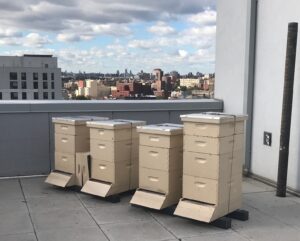 Photo of Bee Hives