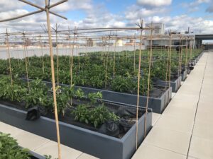Photo of Plants